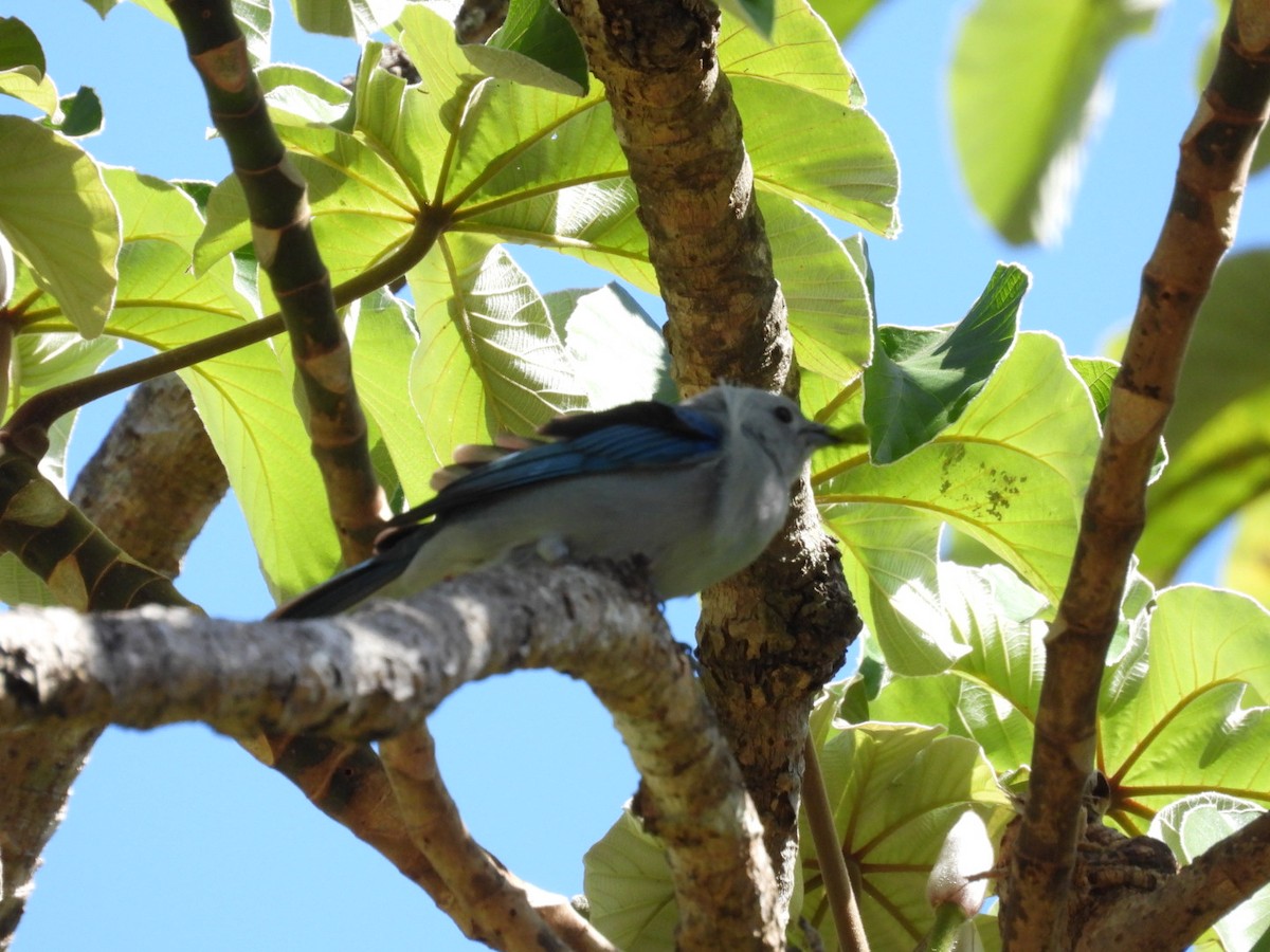 Blue-gray Tanager - ML614874657