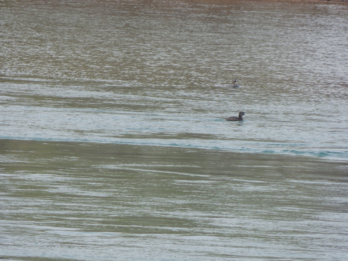 Pied-billed Grebe - ML614874695