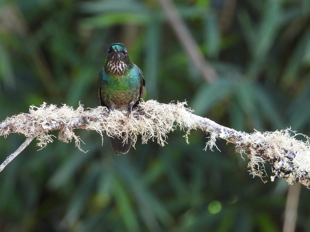 kolibřík dřišťálový (ssp. tyrianthina/quitensis) - ML614874746