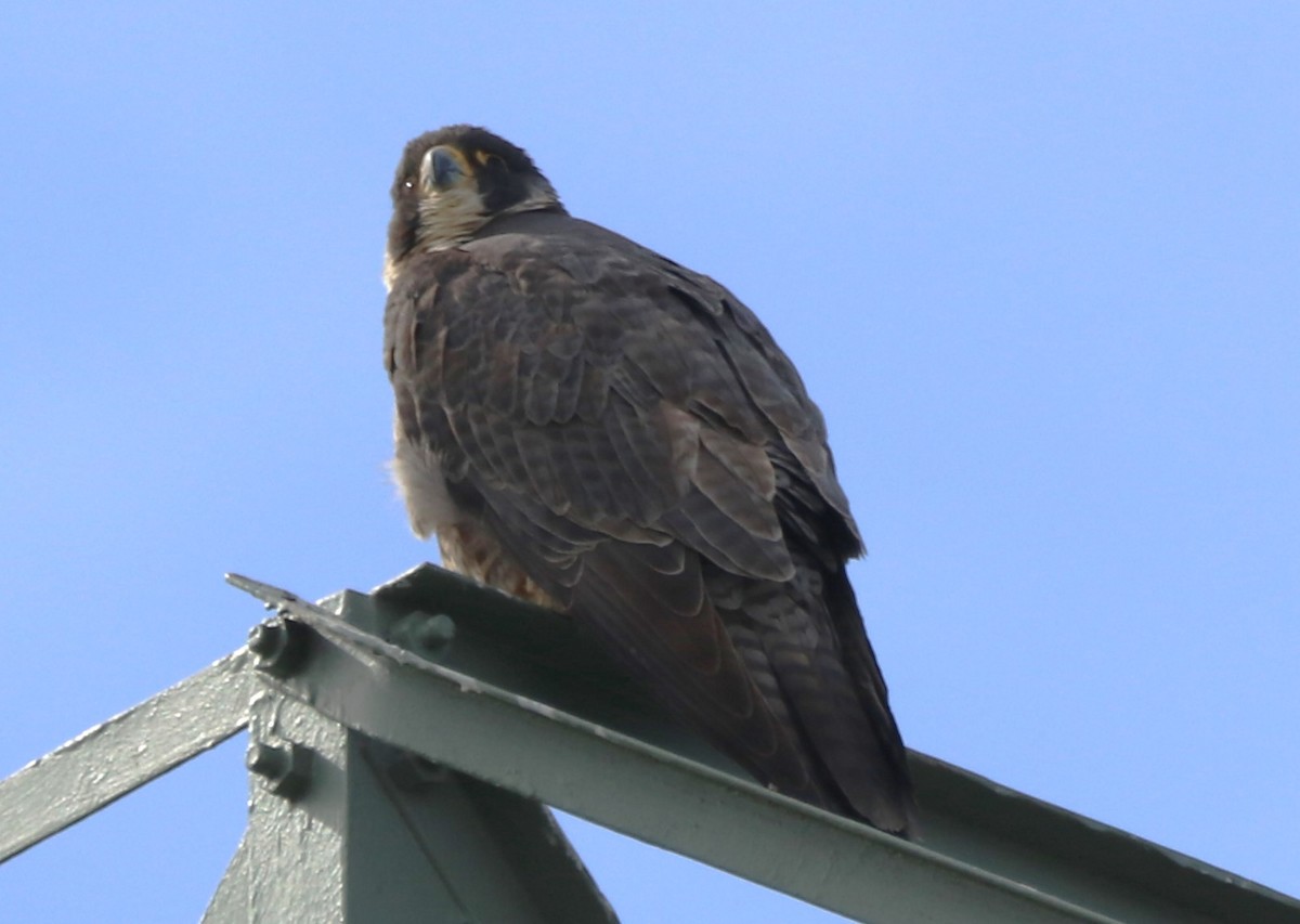 Peregrine Falcon - Chris Overington