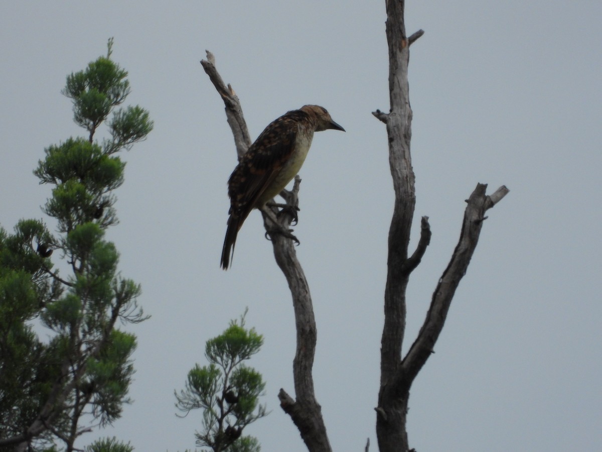 Spotted Bowerbird - ML614874870