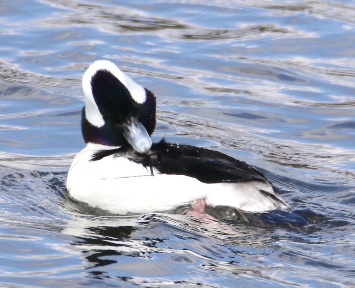 Bufflehead - ML614874888