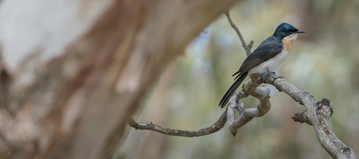 Restless Flycatcher - Ben Milbourne