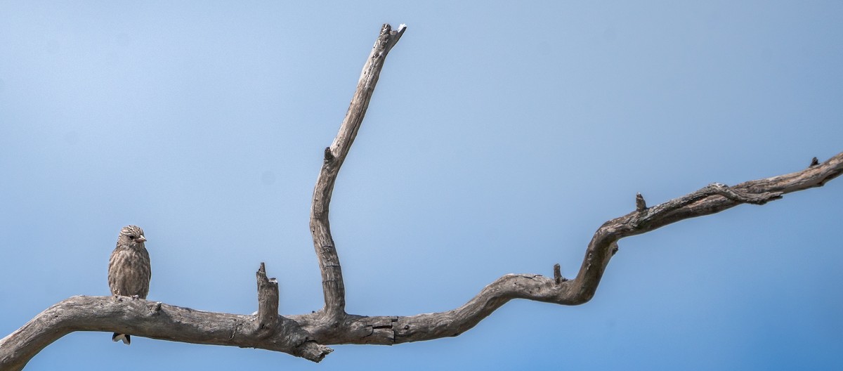 Dusky Woodswallow - Ben Milbourne