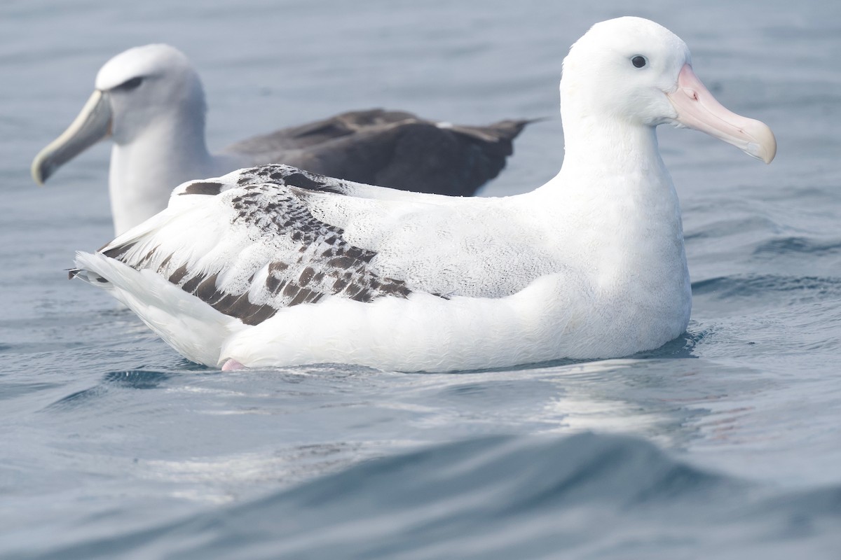 Snowy Albatross - ML614875014