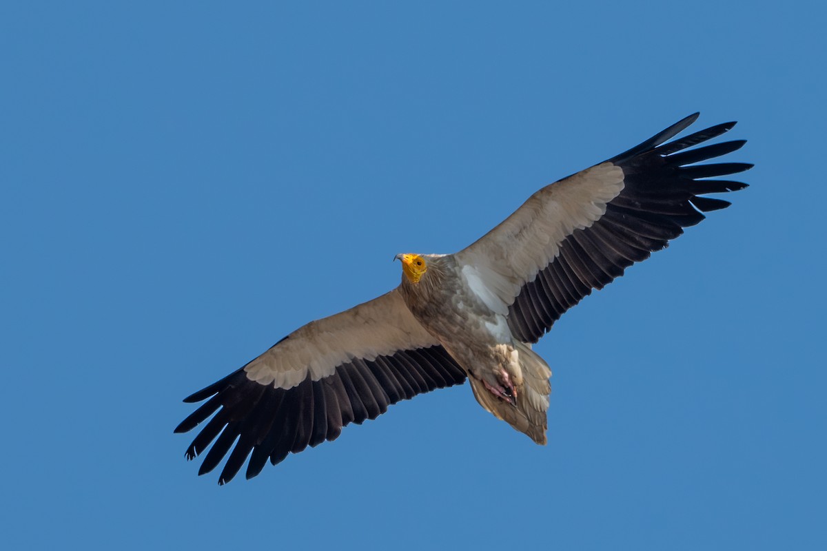 Egyptian Vulture - ML614875092