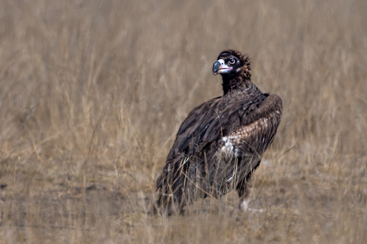 Cinereous Vulture - ML614875113