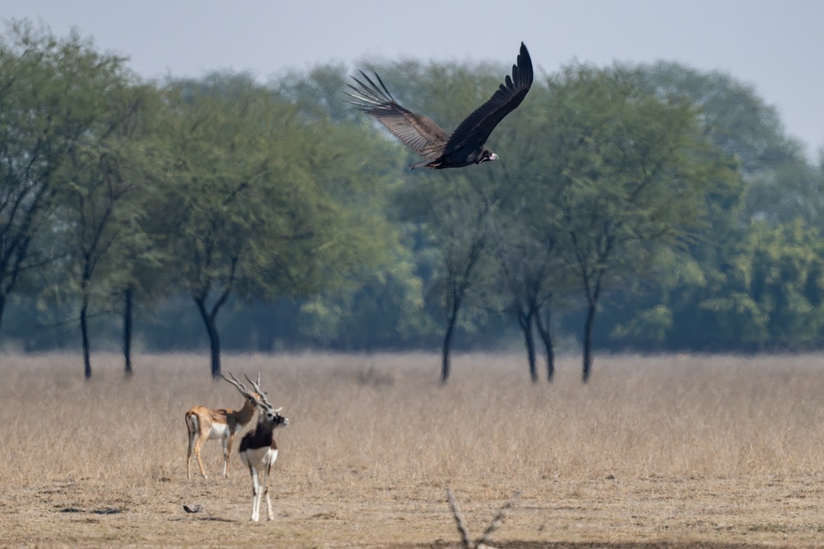 Cinereous Vulture - Vivek Saggar