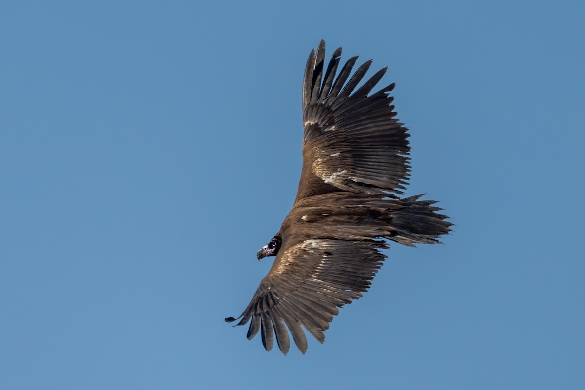 Cinereous Vulture - ML614875127
