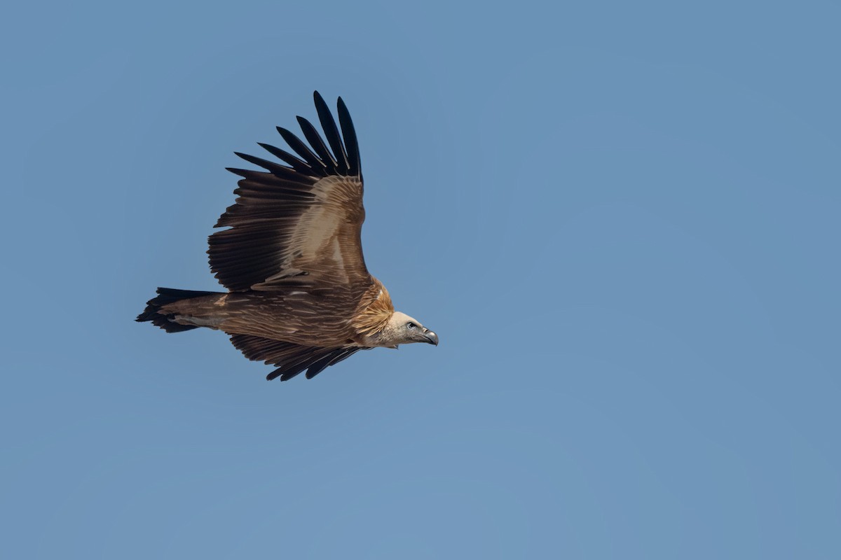 Eurasian Griffon - ML614875170