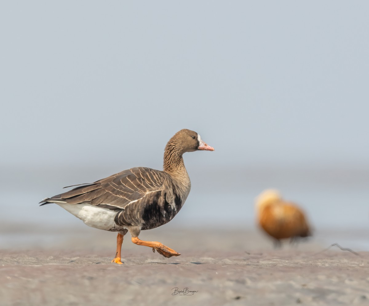 Greater White-fronted Goose - ML614875233