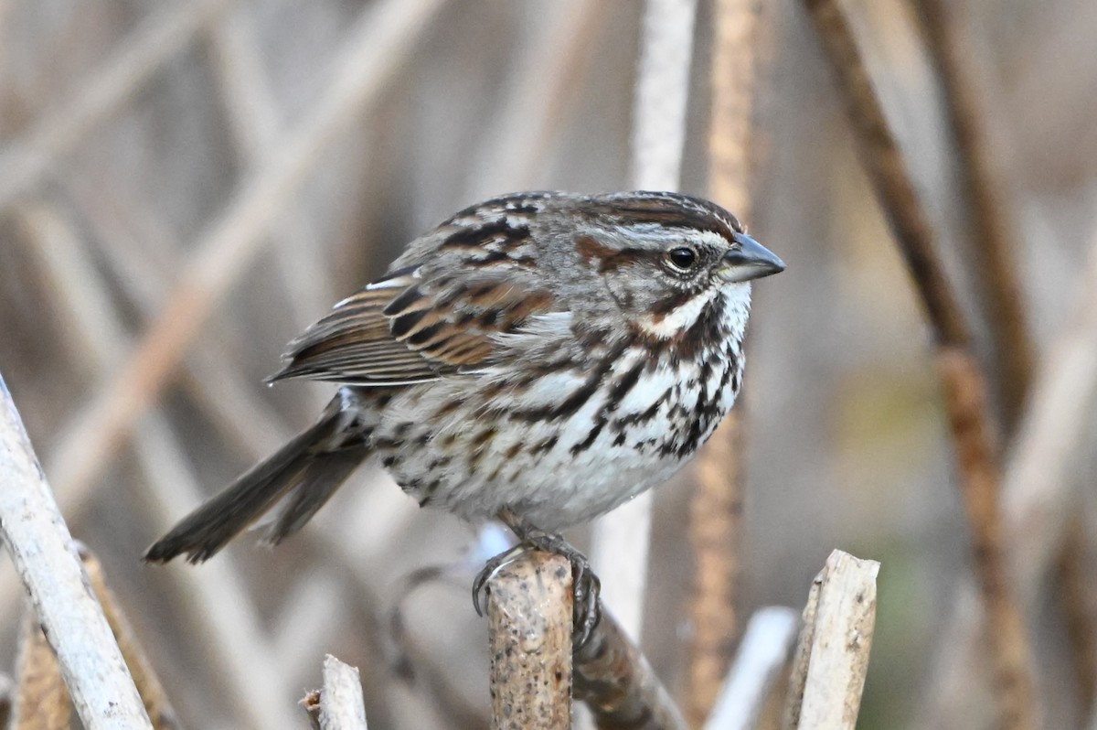 Song Sparrow - ML614875391