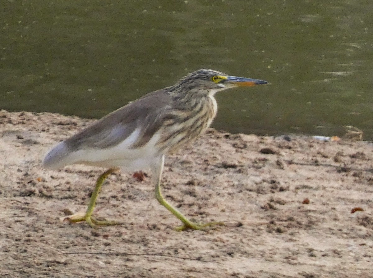 Indian Pond-Heron - ML614875443