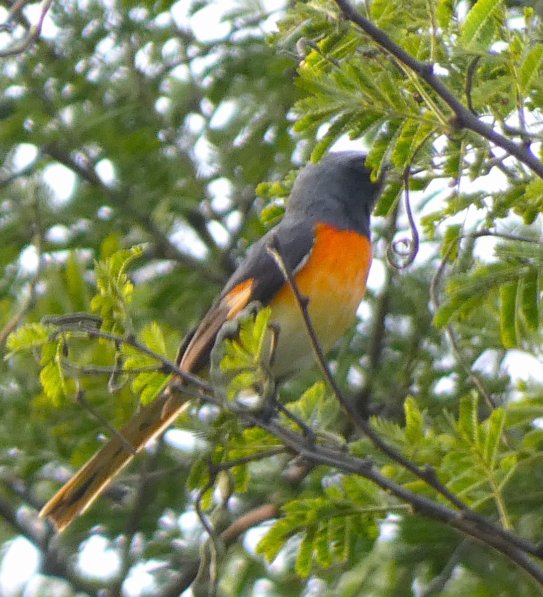 Small Minivet - Santharam V