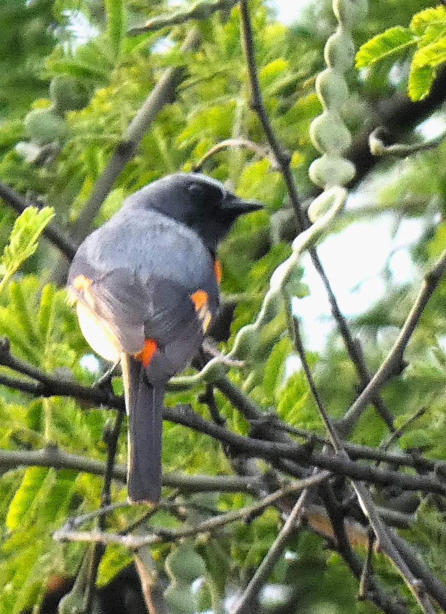 Small Minivet - ML614875472