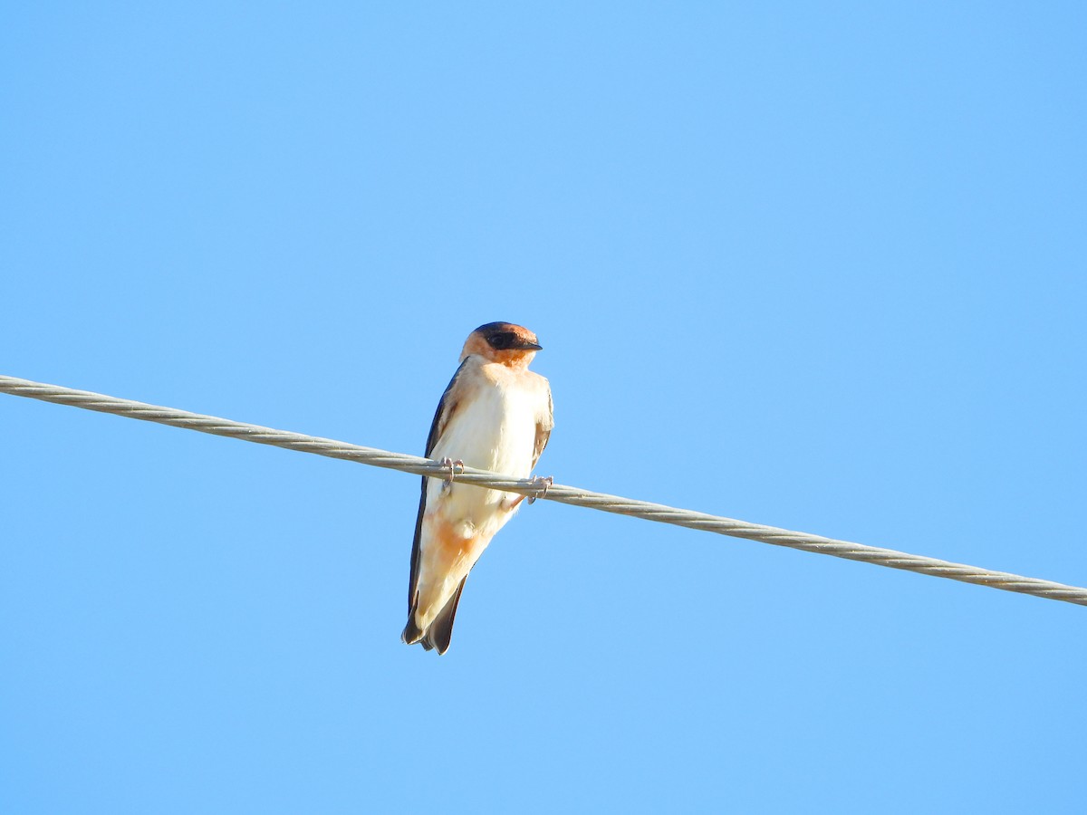 Cave Swallow - ML614875504