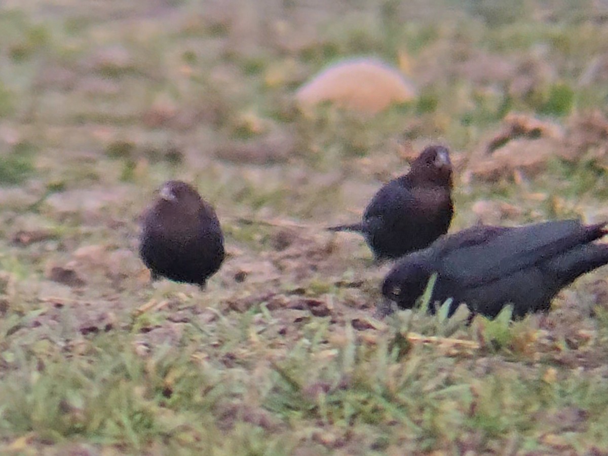 Brown-headed Cowbird - Carter Strope