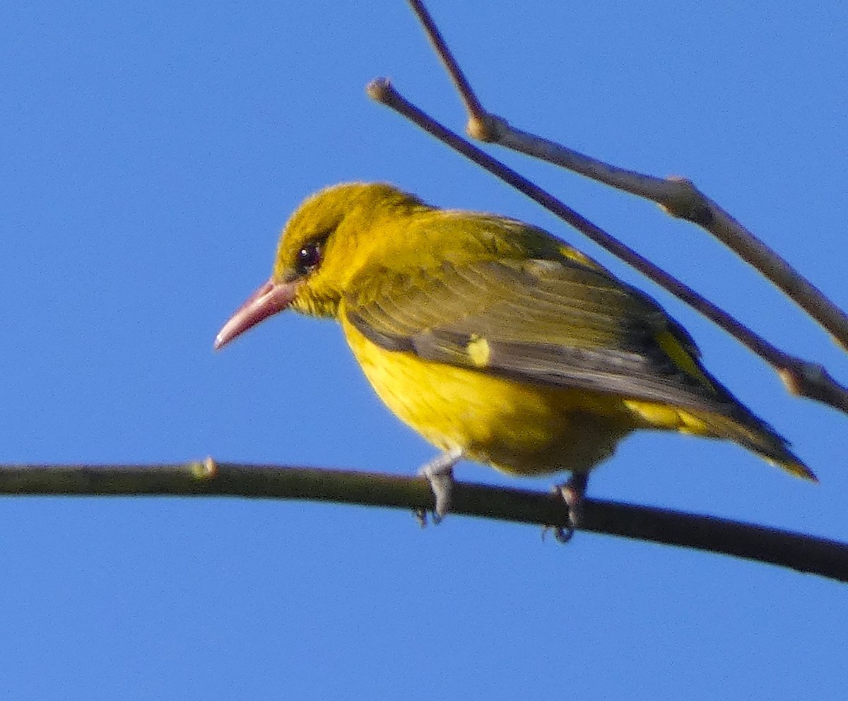 Indian Golden Oriole - ML614875542