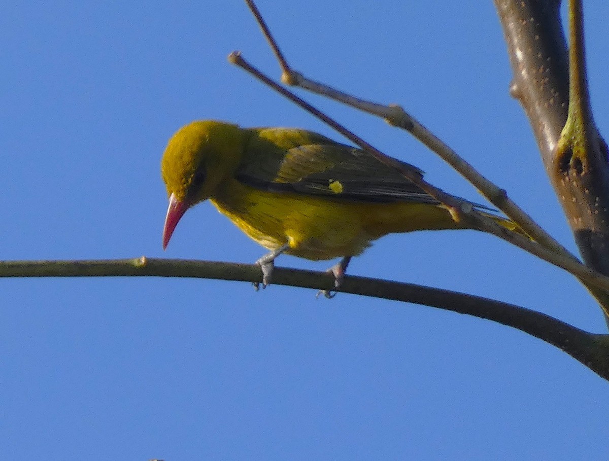 Indian Golden Oriole - ML614875545
