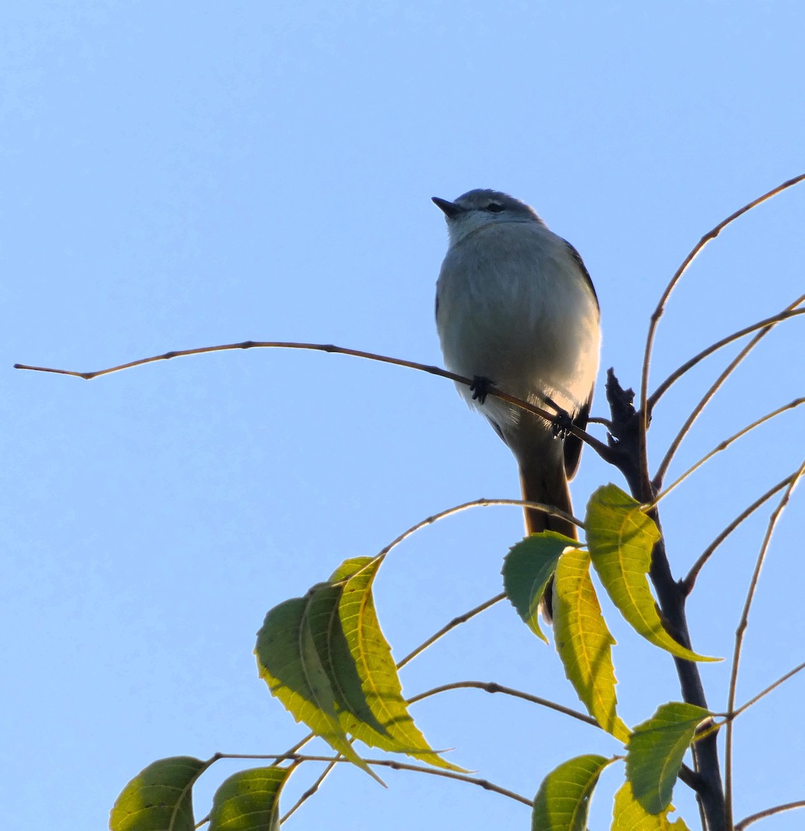 Small Minivet - ML614875552