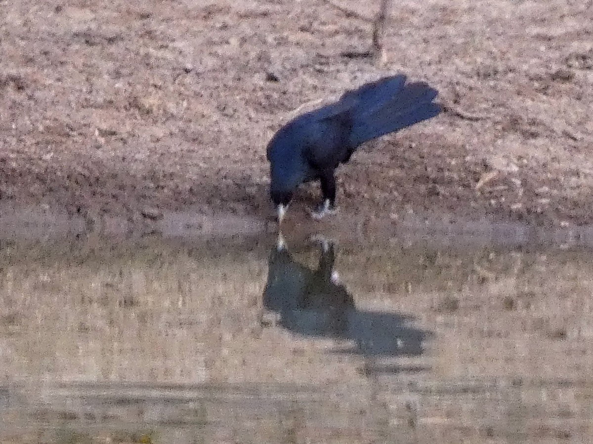 קואל אסייתי - ML614875606