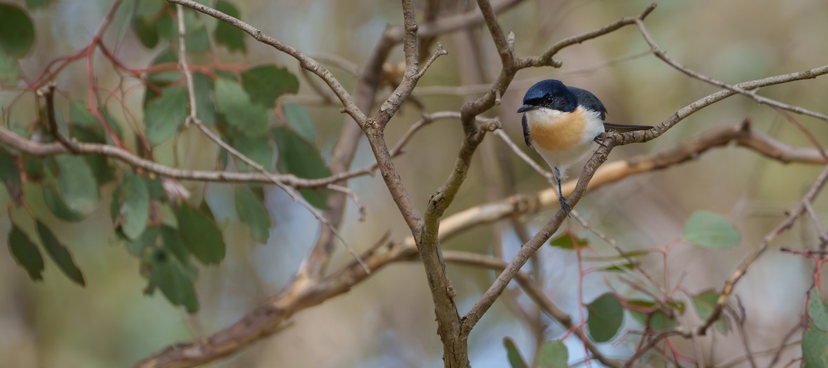 Restless Flycatcher - ML614875613