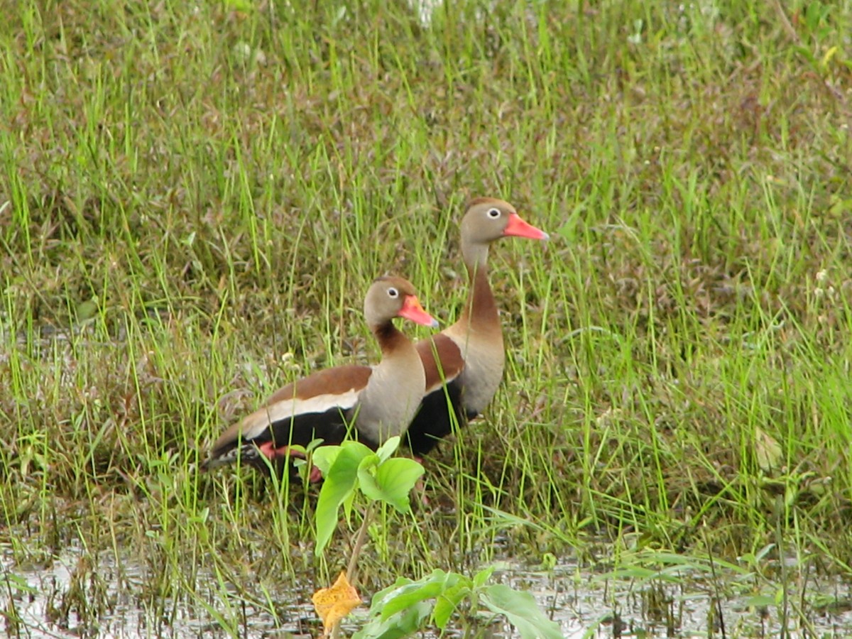 Dendrocygne à ventre noir - ML614875622