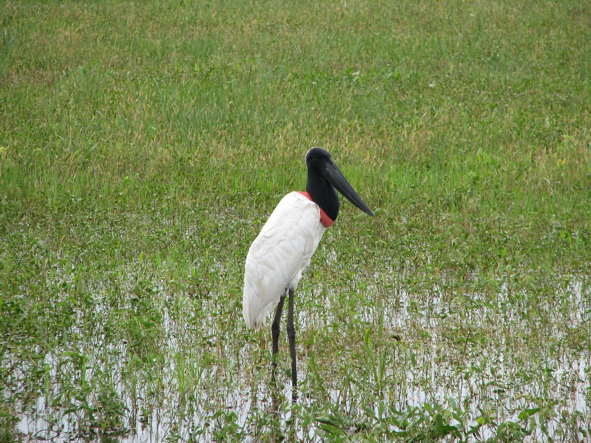 Jabiru - Suzanne Beauchesne