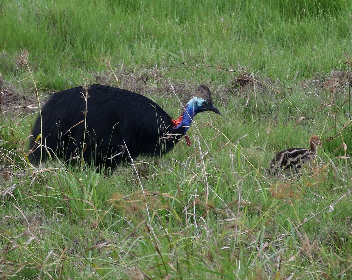 Southern Cassowary - Jeff Larson