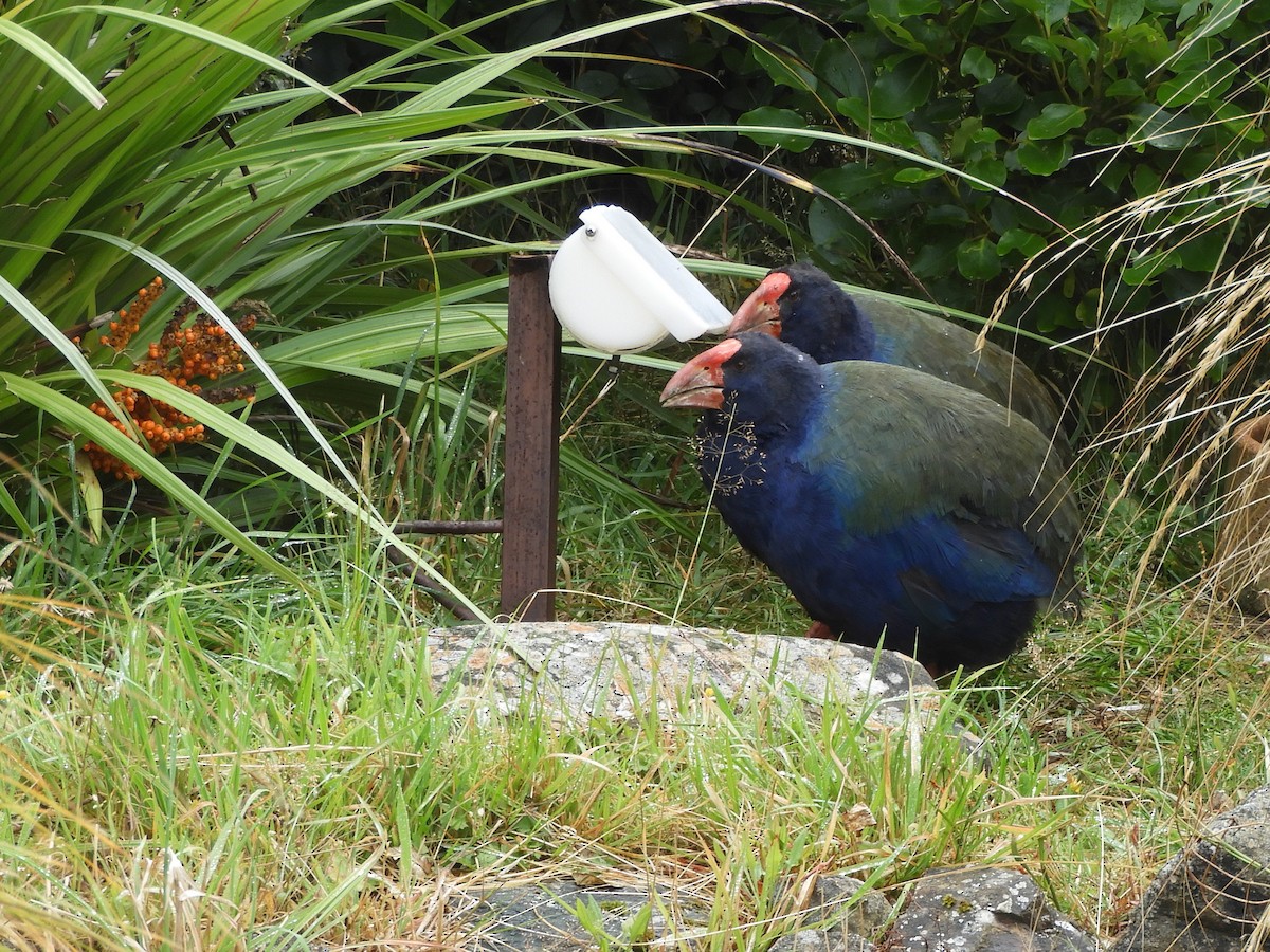 South Island Takahe - Linda McElvany