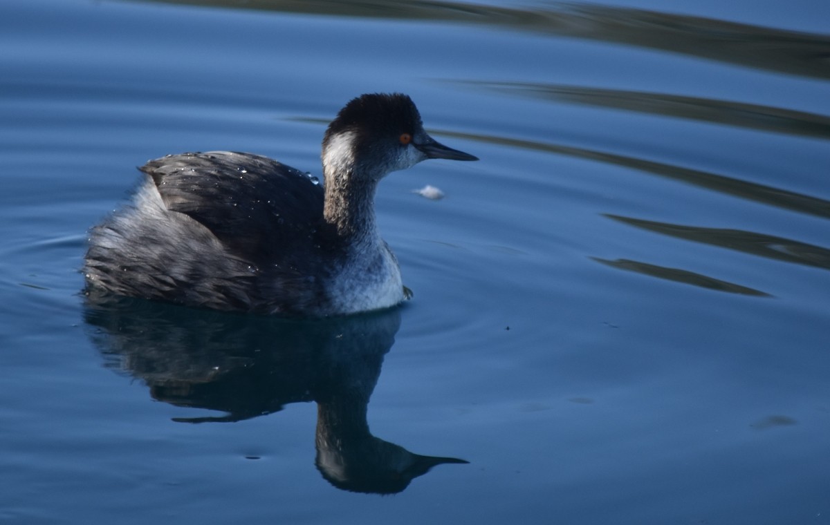 Eared Grebe - ML614875801