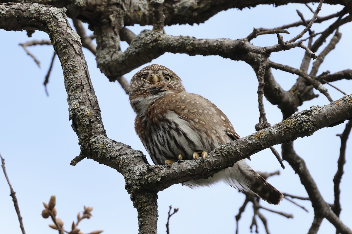 Northern Pygmy-Owl - Daniel George