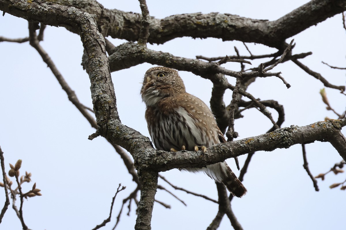 Northern Pygmy-Owl - Daniel George