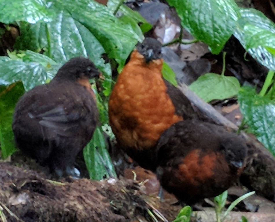 Dark-backed Wood-Quail - ML614875984