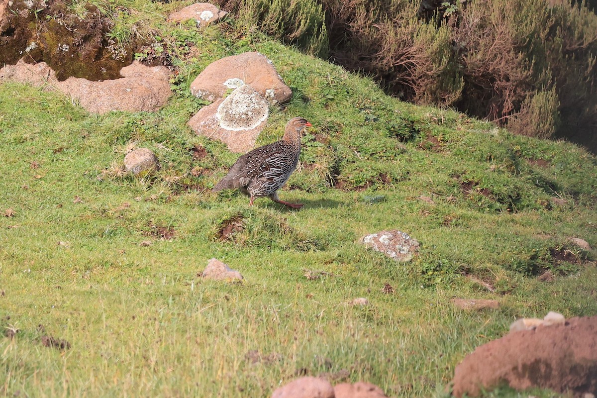 frankolín rezavokrký (ssp. castaneicollis) - ML614876001