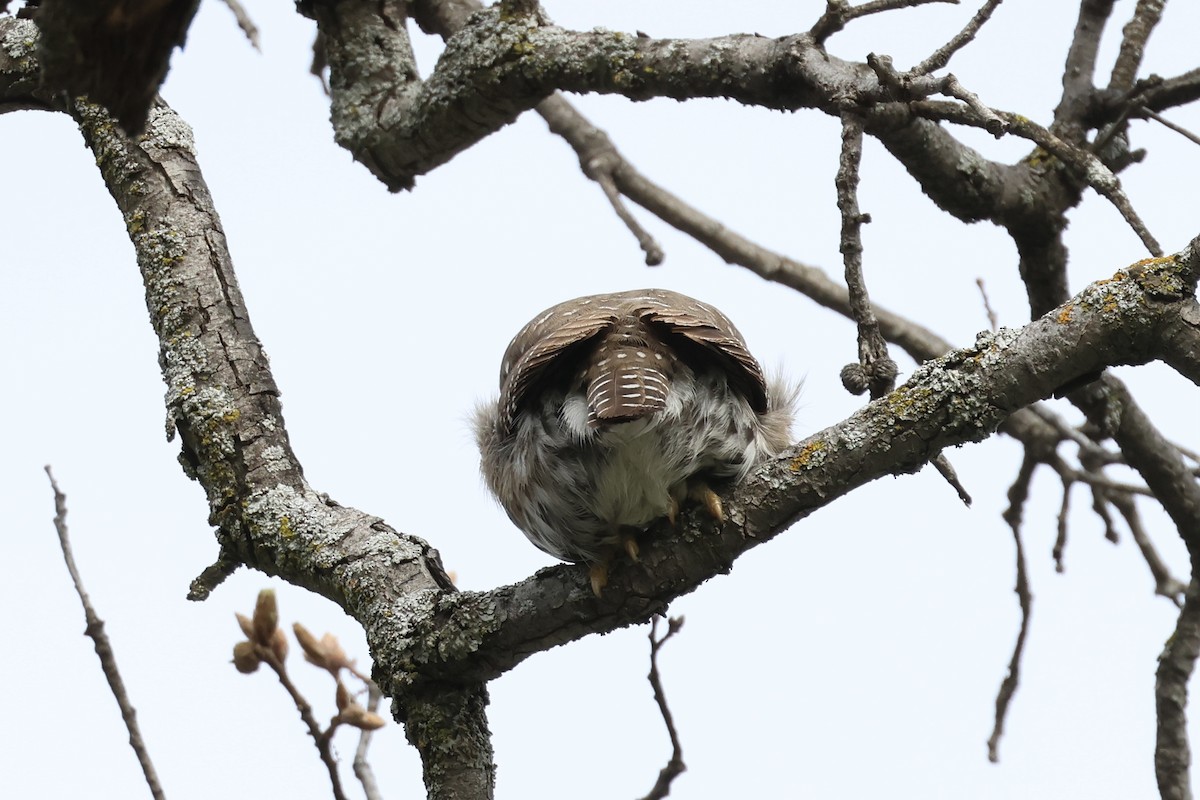 Northern Pygmy-Owl - Daniel George