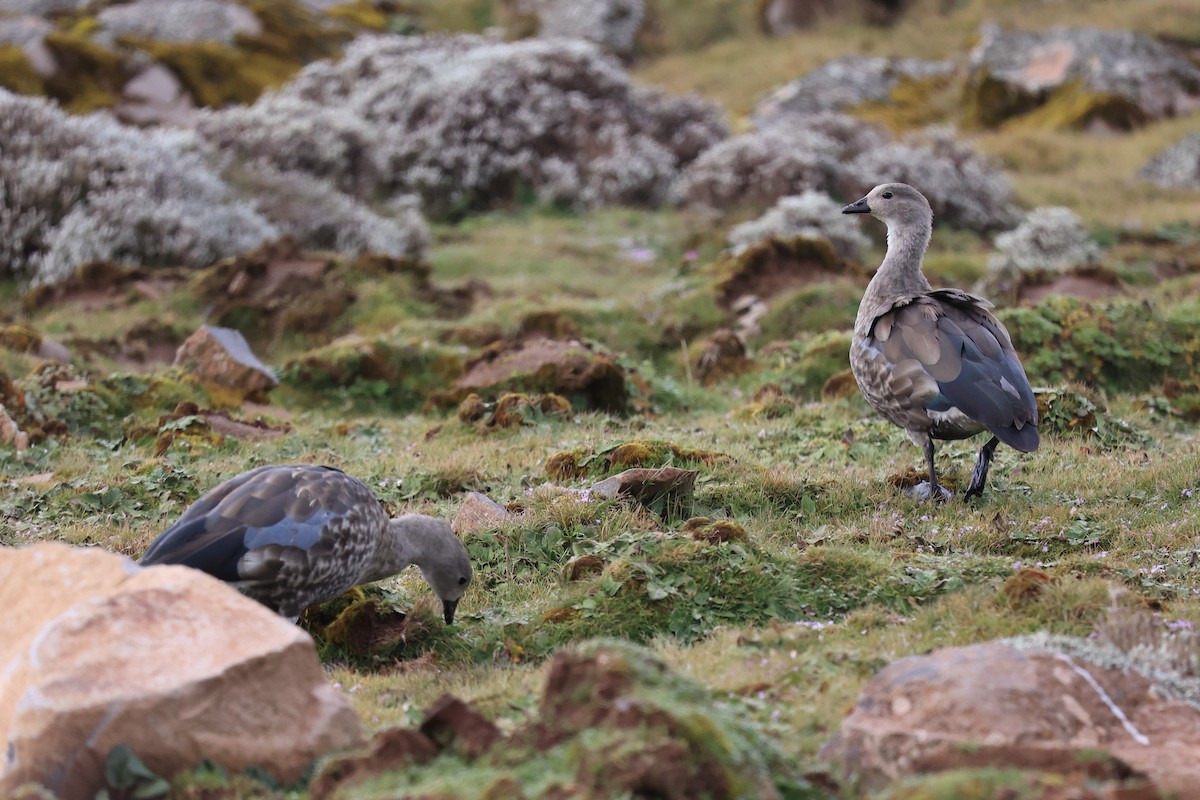 Blue-winged Goose - ML614876018