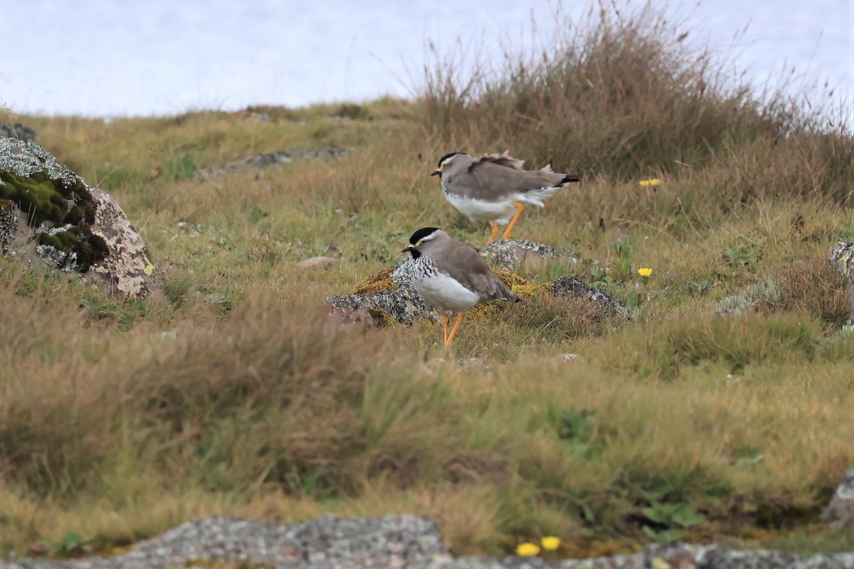 Spot-breasted Lapwing - Jian-Long(建龍) WU(吳)