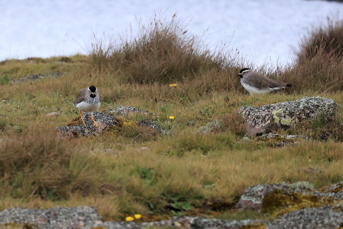 Spot-breasted Lapwing - Jian-Long(建龍) WU(吳)