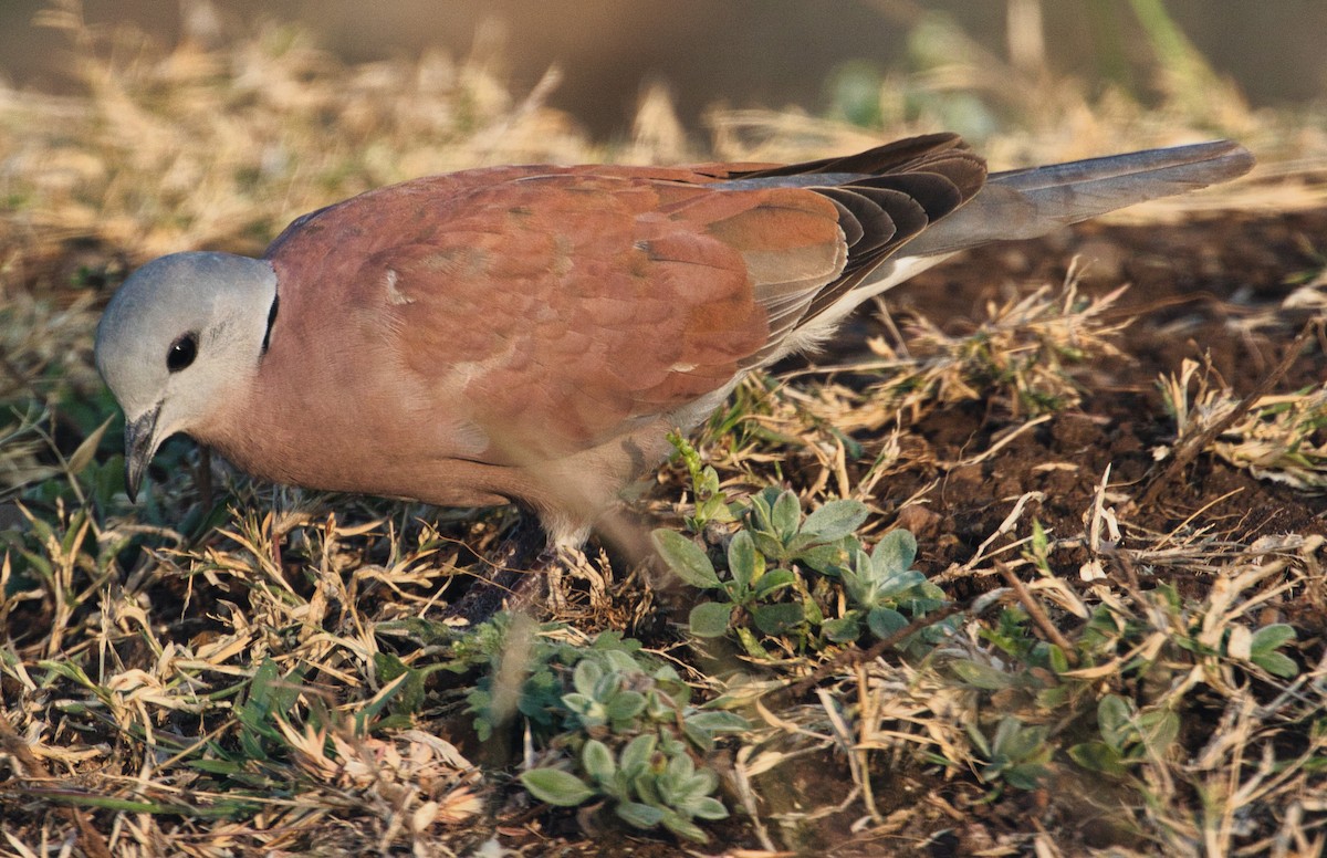 Red Collared-Dove - ML614876063