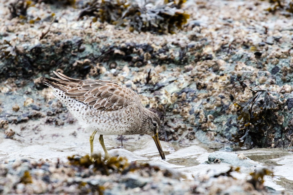 Short-billed Dowitcher - ML614876086