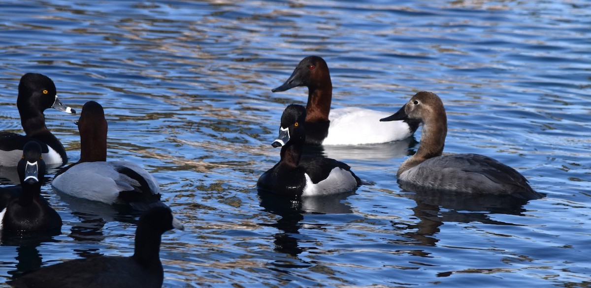 Canvasback - ML614876101