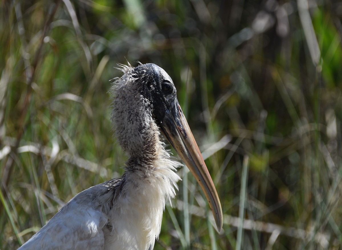 Wood Stork - ML614876111