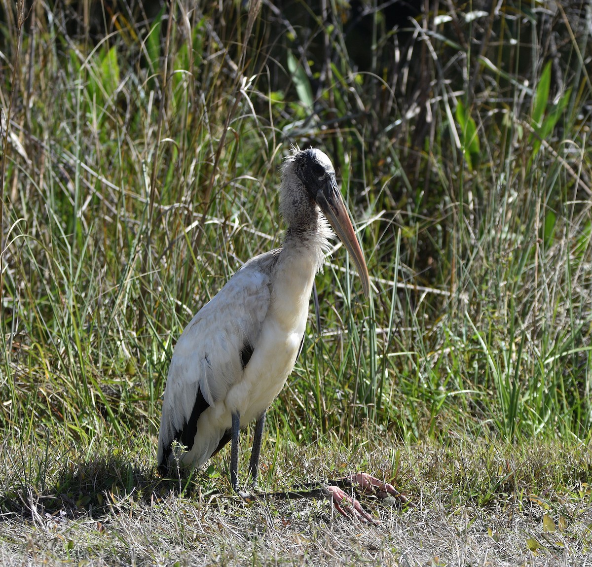 Wood Stork - ML614876113