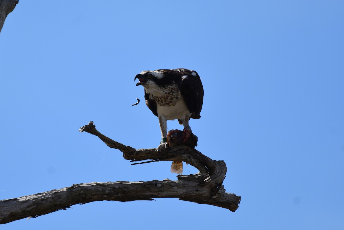 Osprey - ML614876121