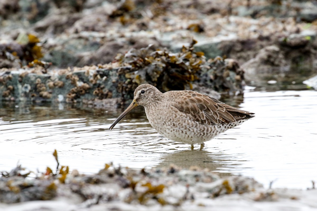 Short-billed Dowitcher - Marie O'Shaughnessy