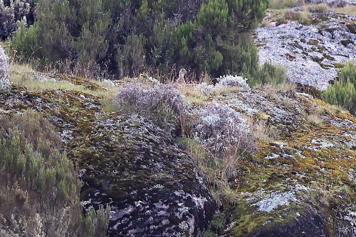 Moorland Francolin - ML614876125