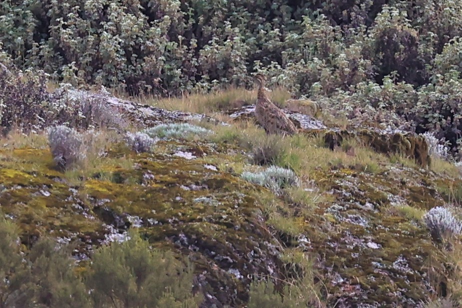 Francolin montagnard - ML614876126