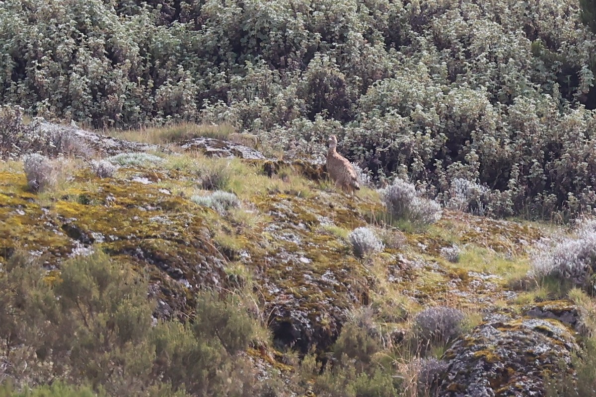 Francolin montagnard - ML614876127