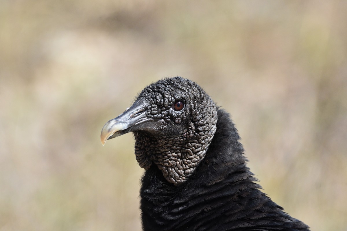 Black Vulture - ML614876128